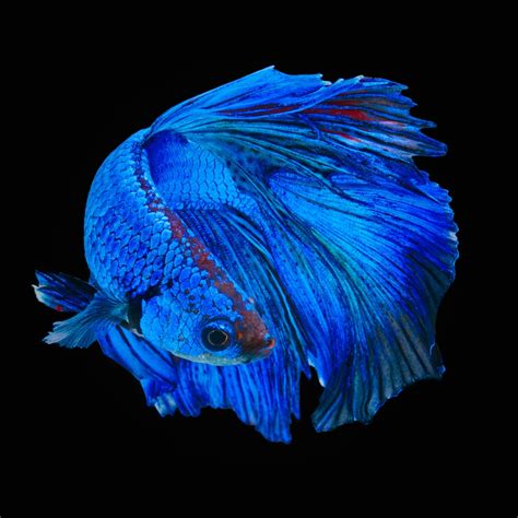 blue fish species